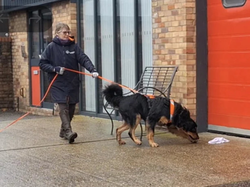 Frau führt großen Hund an Leine