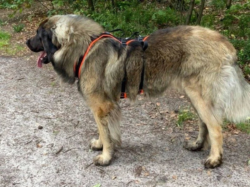 Leonberger mit Support