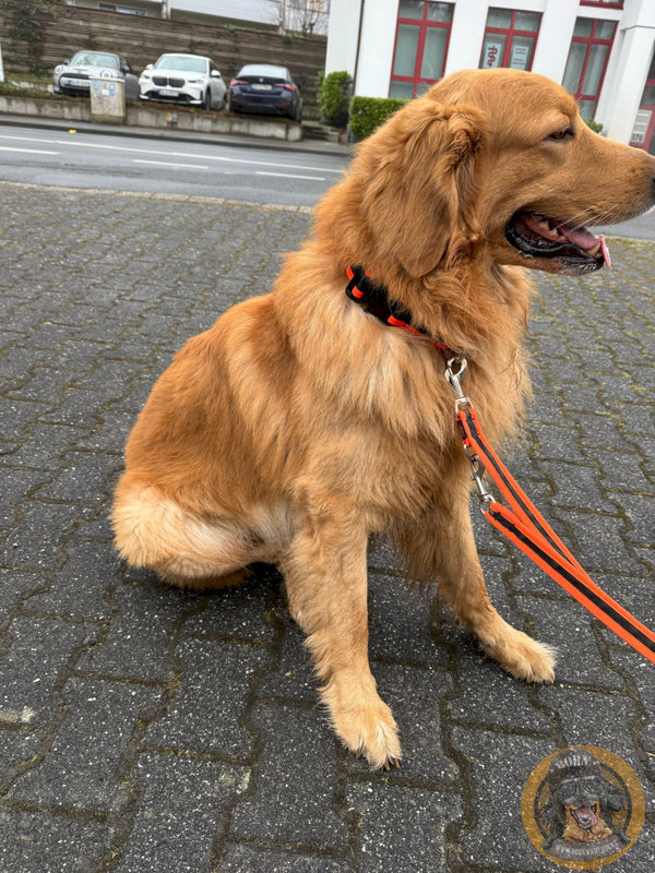 Blonder sitzender Hovawart auf Asphalt