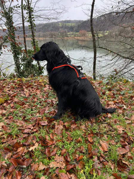 schwarzer Hovawart am See