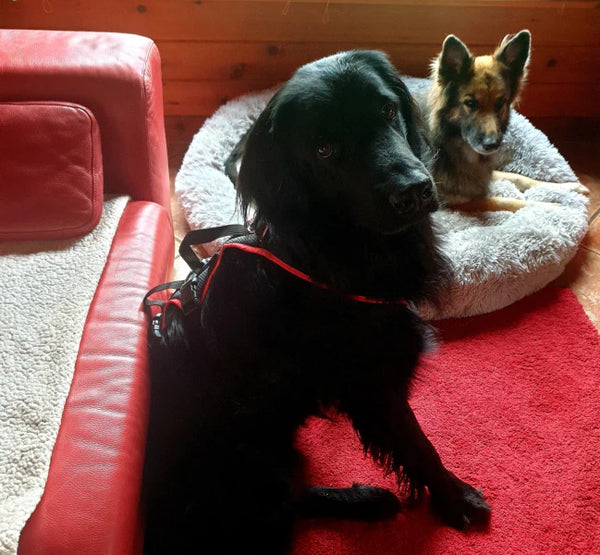 Hovawart und Schäferhund im Wohnzimmer