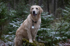 Hund mit Doglight