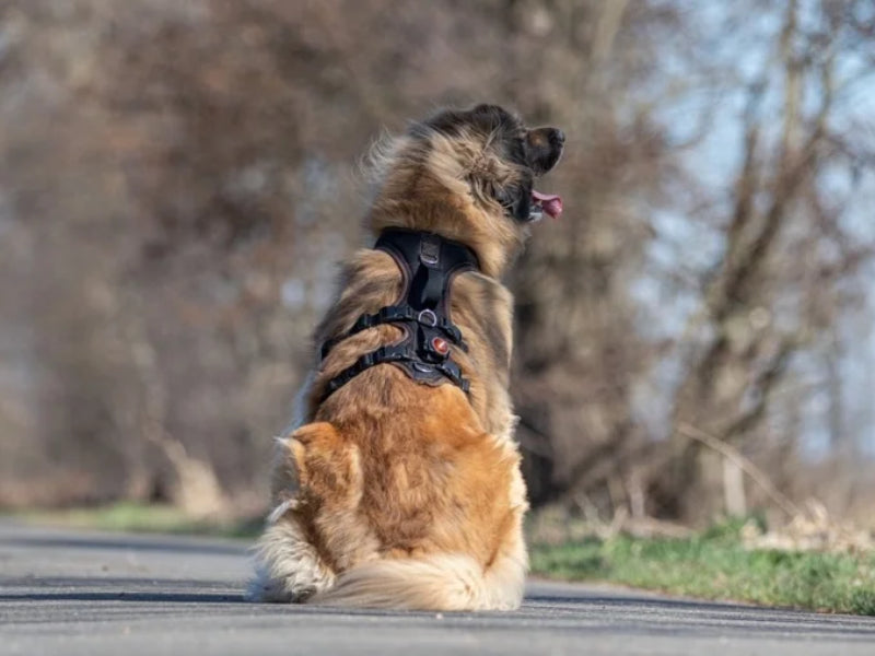 Leonberger trägt passendes Grossenbacher.