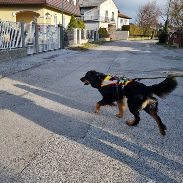 Hovawart beim Mantrailing