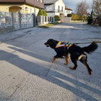 Hovawart beim Mantrailing