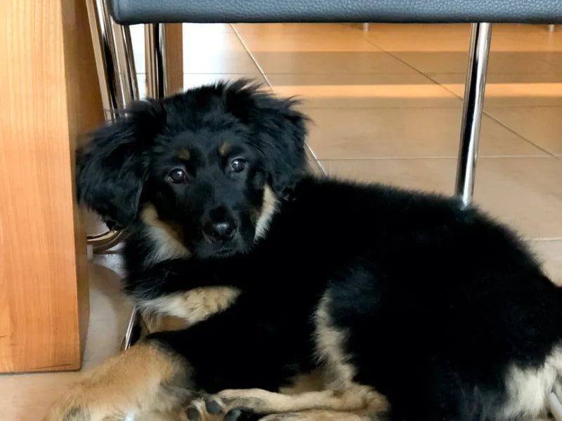 Jessie´s erster Tag im neuen Zuhause