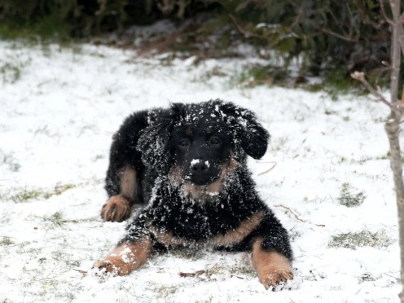 Jessie´s erster Schnee