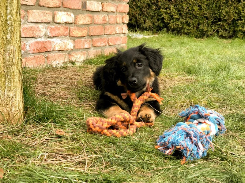 Jessie mit Hundespielzeug