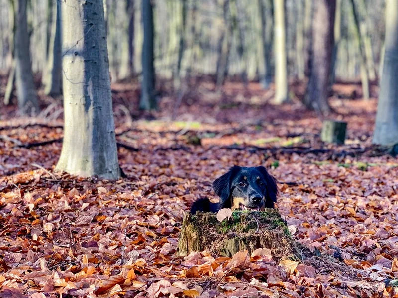 Jessie im Wald