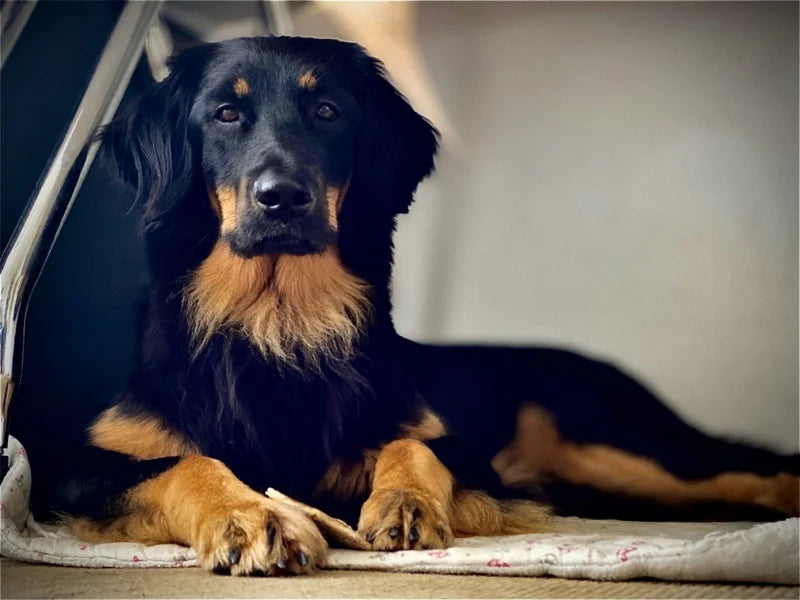 Jessie auf Hundedecke
