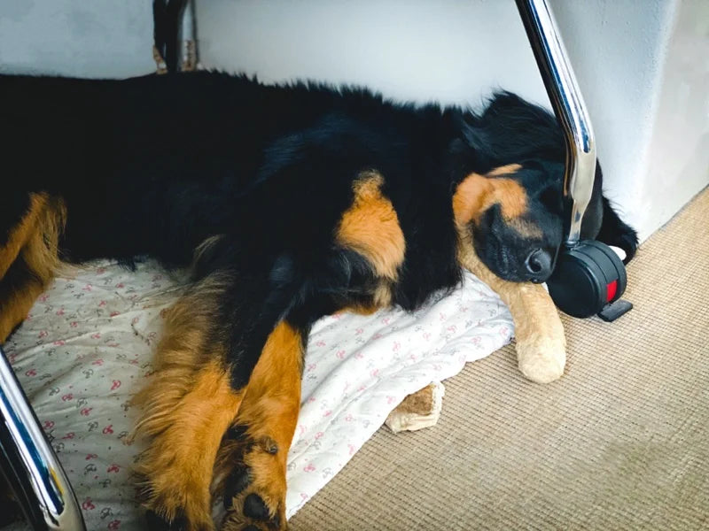 Jessie beim Büroschlaf