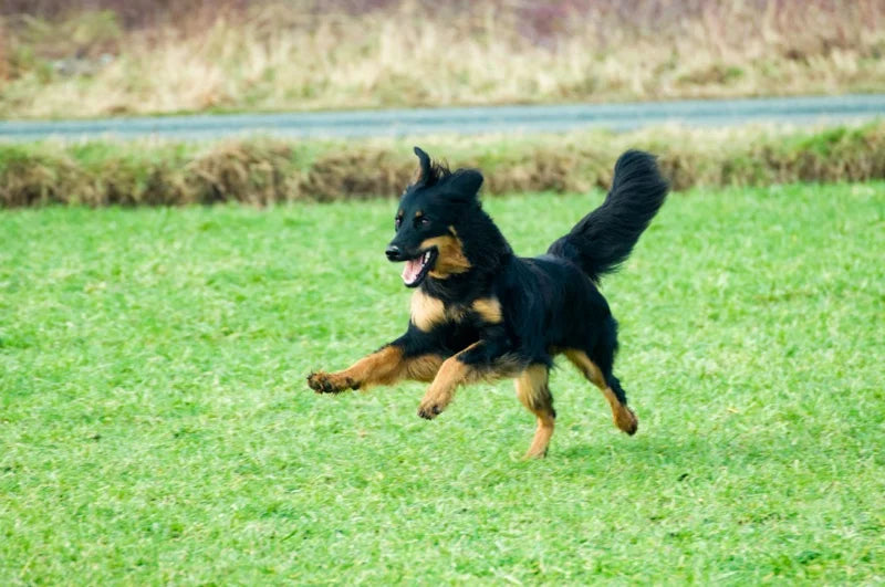 Jessie beim Spielen auf der Wiese