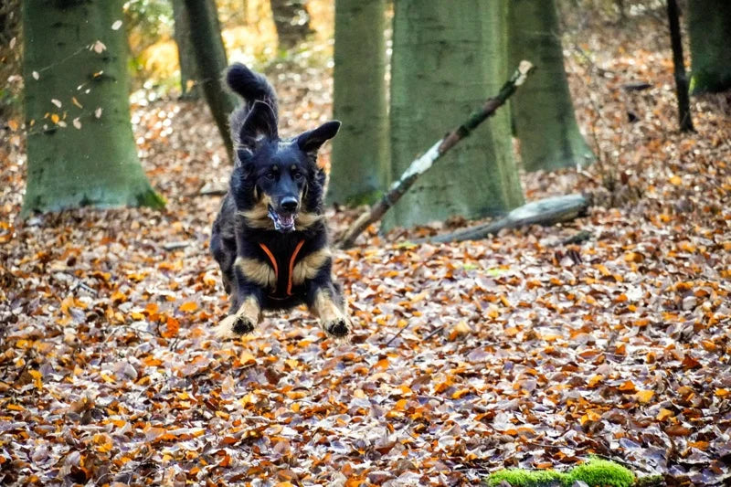 Jessie im Wald