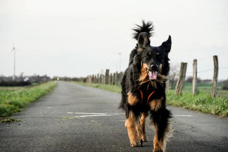 Jessie beim Spaziergang