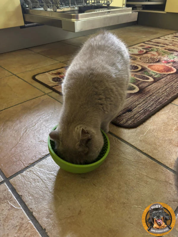 Katze mit Wobble in der Küche