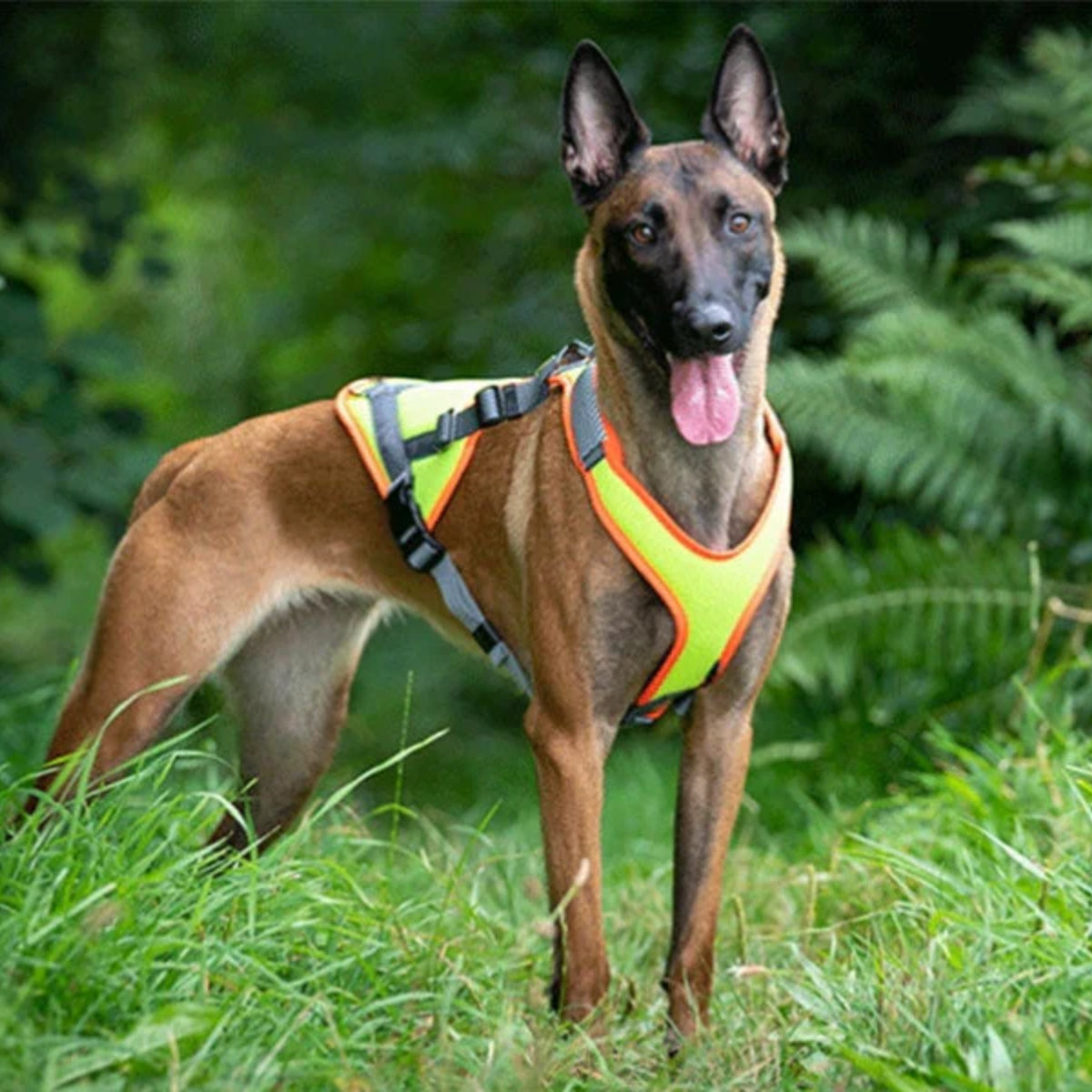 Großer Hund mit Sicherheitsgeschirr