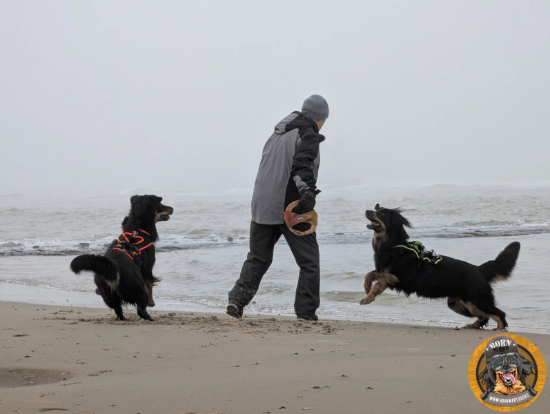 Herrchen spielt mit zwei Hovawarten am Strand