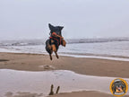 Hovawart spielt am Strand