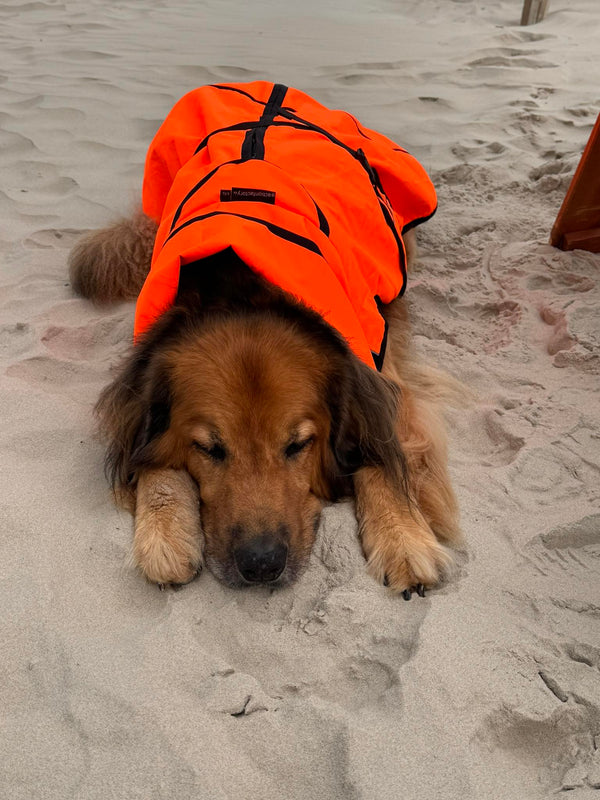 Ein wildmarkener Hovawart mit braunem Fell und dunklem Rücken liegt entspannt am Strand im Sand. Er trägt einen leuchtend orangefarbenen Regenmantel, der seinen Körper bedeckt und vor Nässe schützt. Der Hund hat die Augen geschlossen und ruht sich aus.
