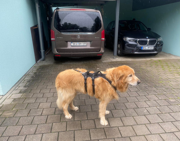 Blonder Hovawart mit einem Grossenbacher Support Geschirr vor einer Garageneinfahrt