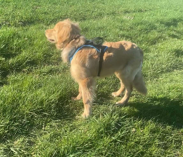 Ein Foto zeigt einen jungen, hellblonden Hovawart-Junghund im Seitenprofil, der aufmerksam auf einer sonnigen Wiese steht. Der Hund hat eine schlanke, juvenile Statur und blickt nach links. Er trägt ein verstellbares, mitwachsendes Hundegeschirr in Hellblau mit schwarzen Riemen und Schnallen, das fest anliegt. Auf dem Rücken des Geschirrs ist eine schwarze Griffschlaufe sichtbar. Der Hund steht auf dichtem, grünem Gras, das im hellen Tageslicht glänzt, und wirft einen deutlichen Schatten. Die Perspektive i…
