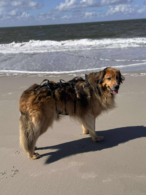 Ein wildmarkener Hovawart mit dunklem Rücken und hellbraunen Flanken und Beinen steht am Strand im Sand. Er trägt ein schwarzes Geschirr, das seinen gesamten Rücken und Bauchbereich stützt. Im Hintergrund ist das Meer mit sanften Wellen und einem bewölkten Himmel zu sehen.