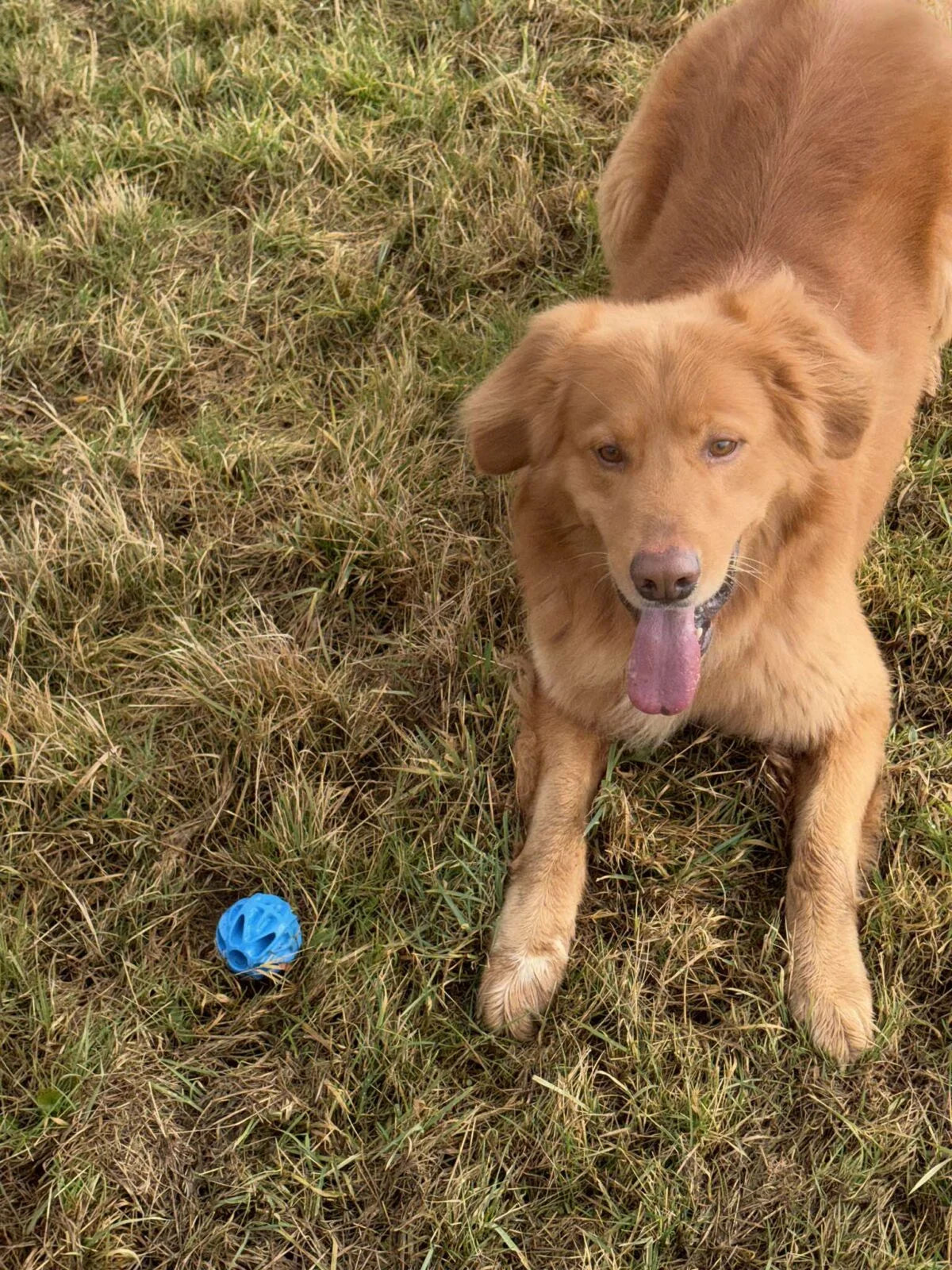 Großer Hund mit robustem Spielzeug