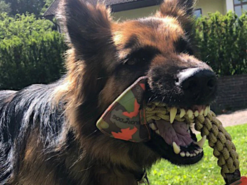 Ein Schäferhund mit Zerrspielzeug