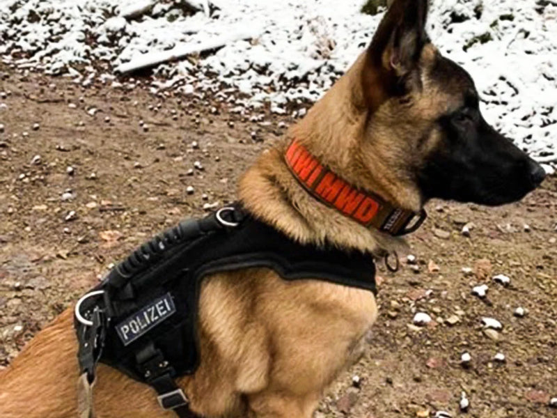 Ein Malinois mit Schutzdienstgeschirr