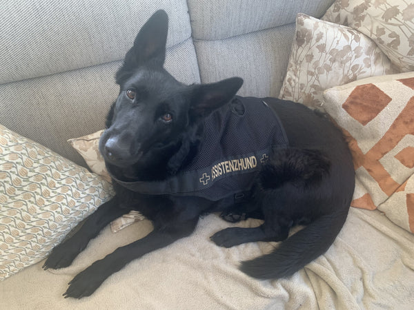 Schwarzer Schäferhund mit einer Assistenzhund Kenndecke