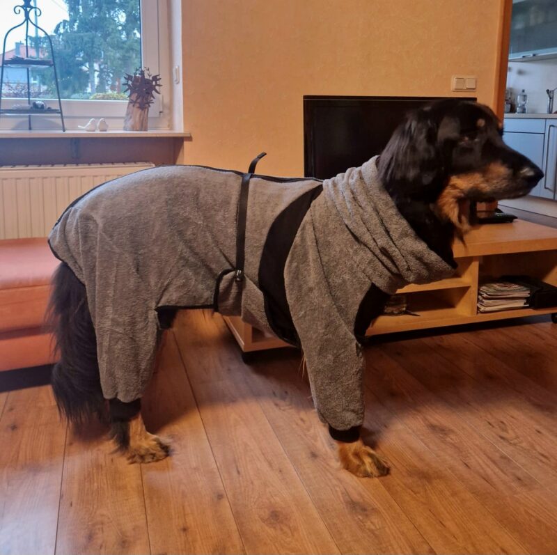 Schwarzmarkener Hovawart steht seitlich in einem Wohnzimmer und trägt einen grauen Hundebademantel mit langen Beinen, hohem Kragen und schwarzem Bauchgurt.