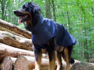 Regenmantel für grosse Hunde wie den Hovawart hier im Wald
