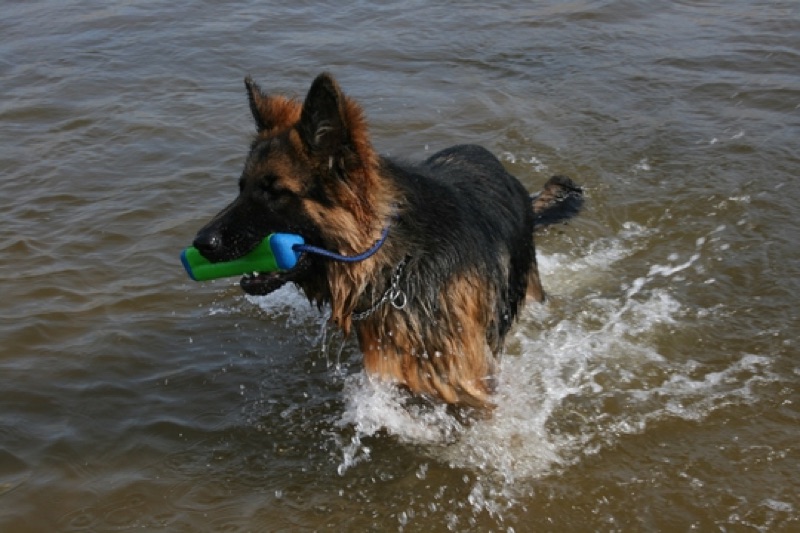 Wasserdummy für grenzenlosen Spass mit deinem Hund