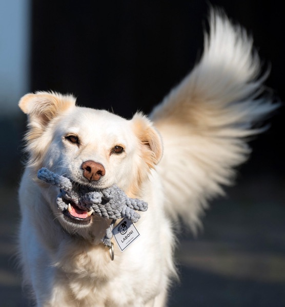 Vom TÜV geprüftes Hundespielzeug für Junghunde, Welpen und Senioren aus reiner Baumwolle, zahnschonend