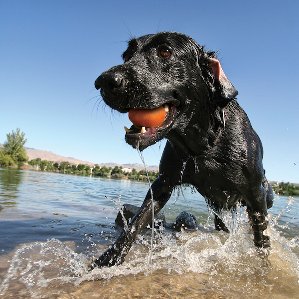 Dein Hund und du werden diese über das Wasser hüpfende Steine lieben.