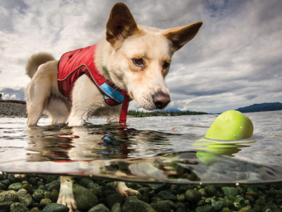 Skipping Stone im Wasser mit einem Hund
