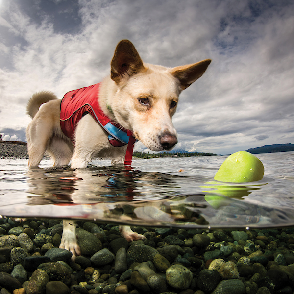 Skipping Stone im Wasser mit einem Hund