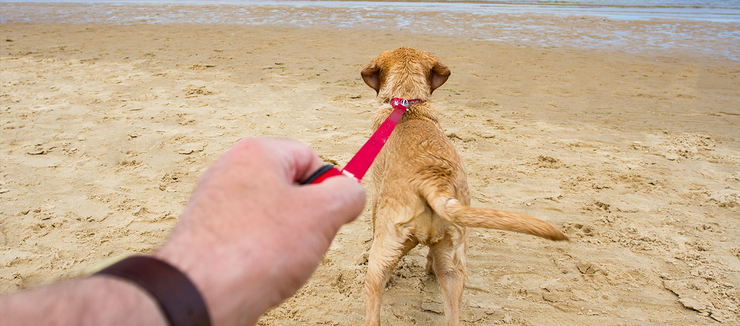 Ziehender Hund am Strand