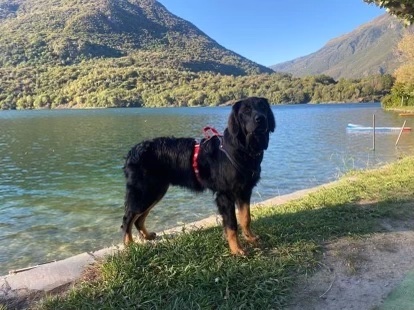 Grossenbacher Geschirr an einem großen Hund an einem See