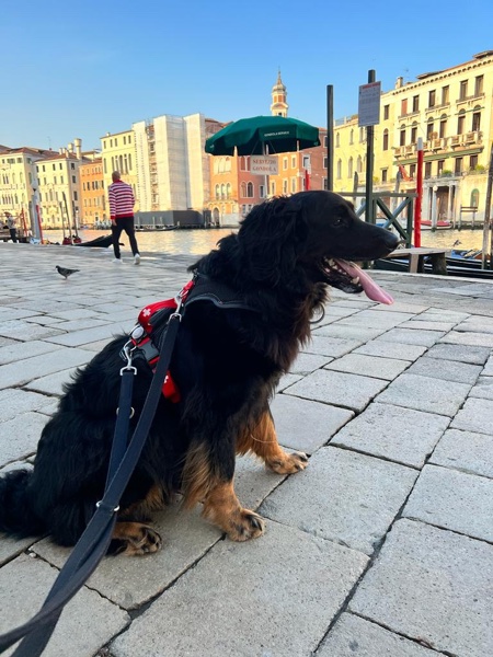 Hundegeschirr Sondermodell SWISS an einem Hovawart in Venedig