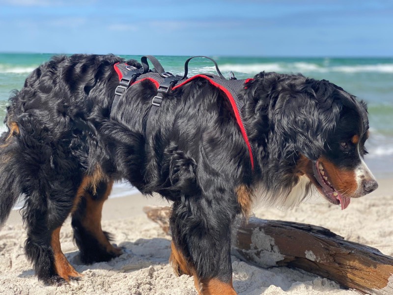 Bernersennen Hund am Strand mit einem Grossenbacher Support Geschirr