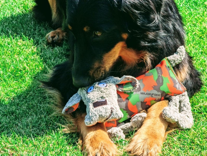 Schadstoff geprüftes Hundespielzeug im Garten mit einem großen Hund