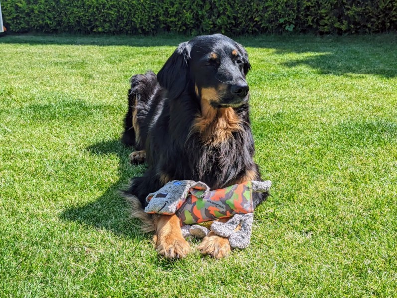 Schadstoff geprüftes Hundespielzeug mit einem Hovawart im Garten