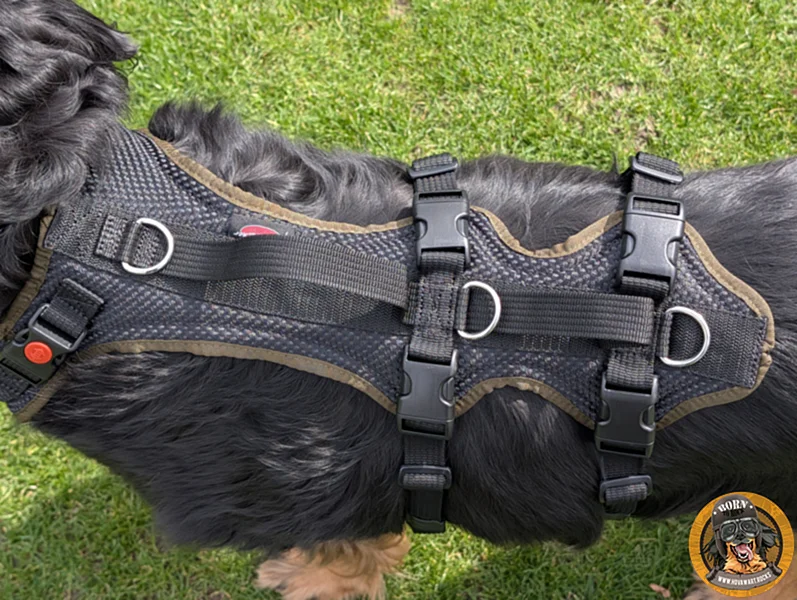 Supportgeschirr mit Halsöffnung an einem Hovawart, der auf einer Wiese steht