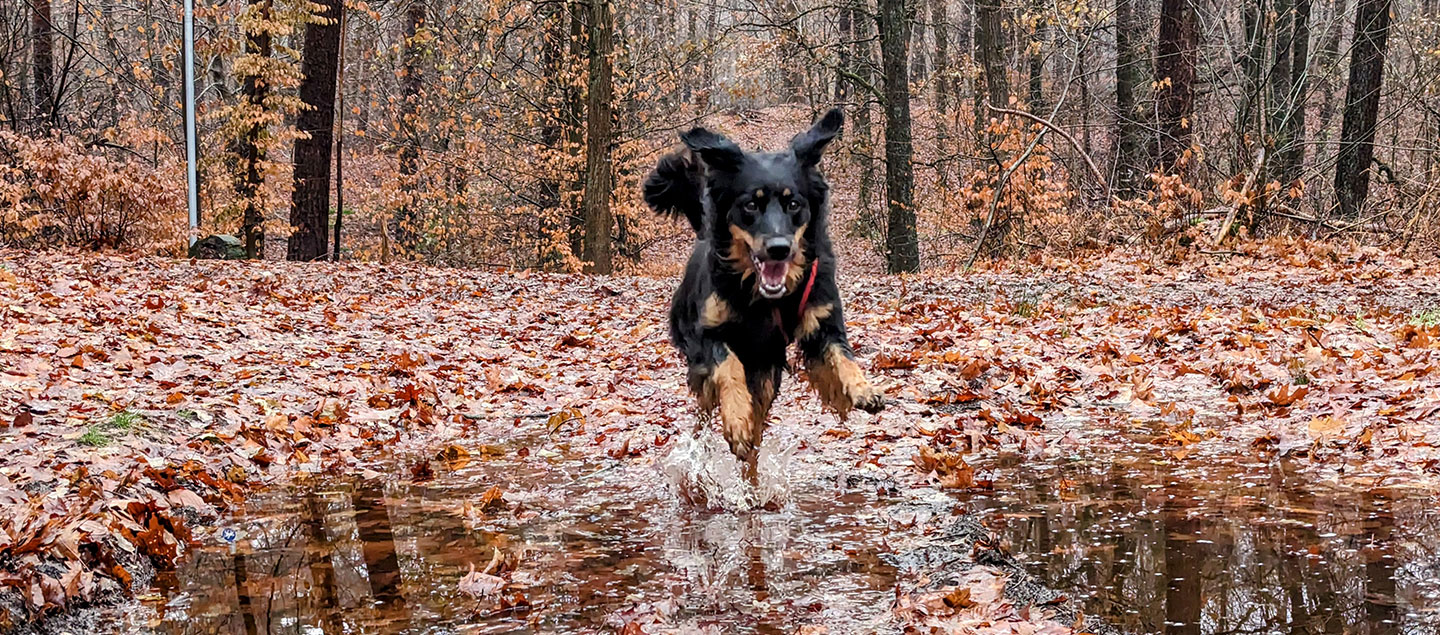 Hovawart im Wald der über eine Pfütze springt