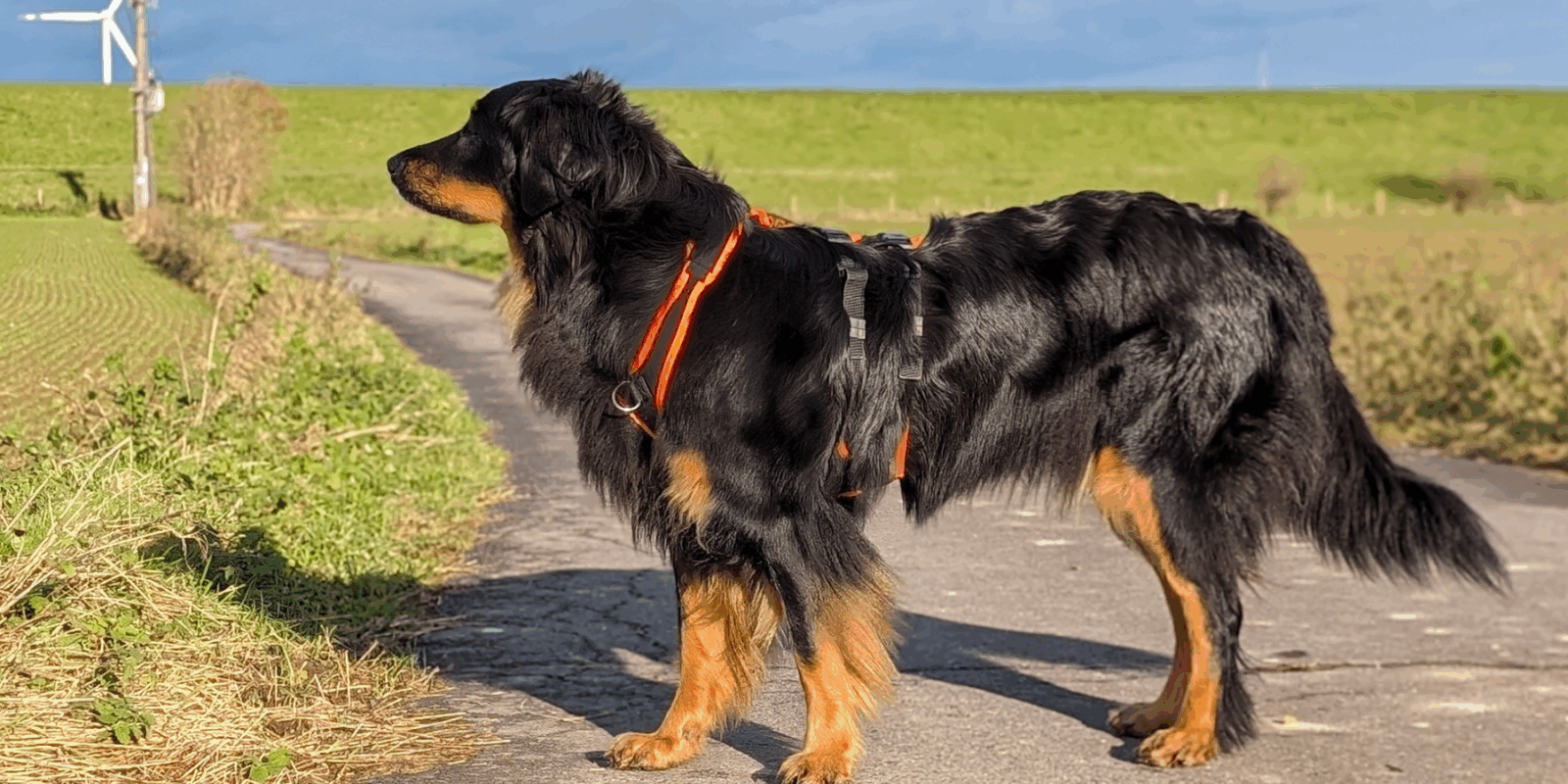 Stehende Hovawart-Hündin mit schwarzmarkenem Fell und orangefarbenem Geschirr auf einem Feldweg mit Windrad im Hintergrund.