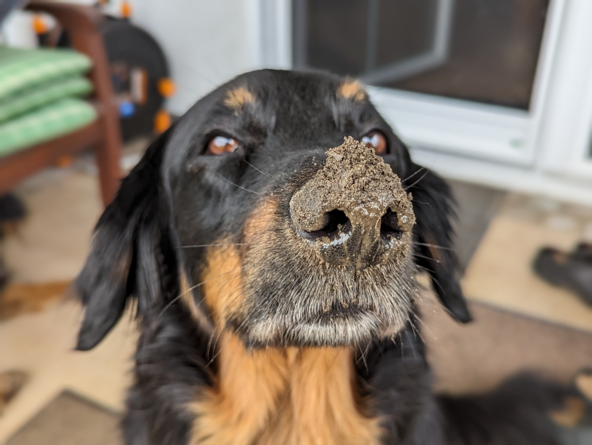 schmutzige Nase Hovawart