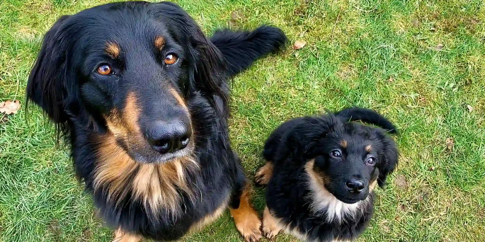 Zwei schwarzmarkene Hovawarte sitzen auf grünem Gras und blicken nach oben zur Kamera. Links ist der Kopf eines erwachsenen Hundes mit wachem, ernstem Blick und goldbraunen Augen zu sehen, dies ist Aila die Checkerin vom Niederrhein. Rechts daneben sitzt ein kleinerer Welpe, Jessie die Rakete, mit aufmerksamem, leicht schrägem Blick und braunen Augen, die Neugierde ausstrahlen. Beide Hunde zeigen die charakteristischen schwarzen und hellbraunen Fellzeichnungen.