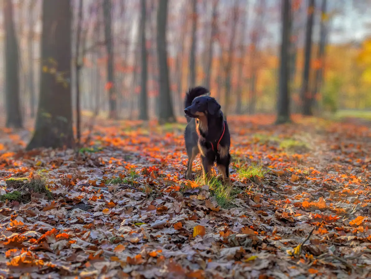 Hovawart im herbstlichen Wald