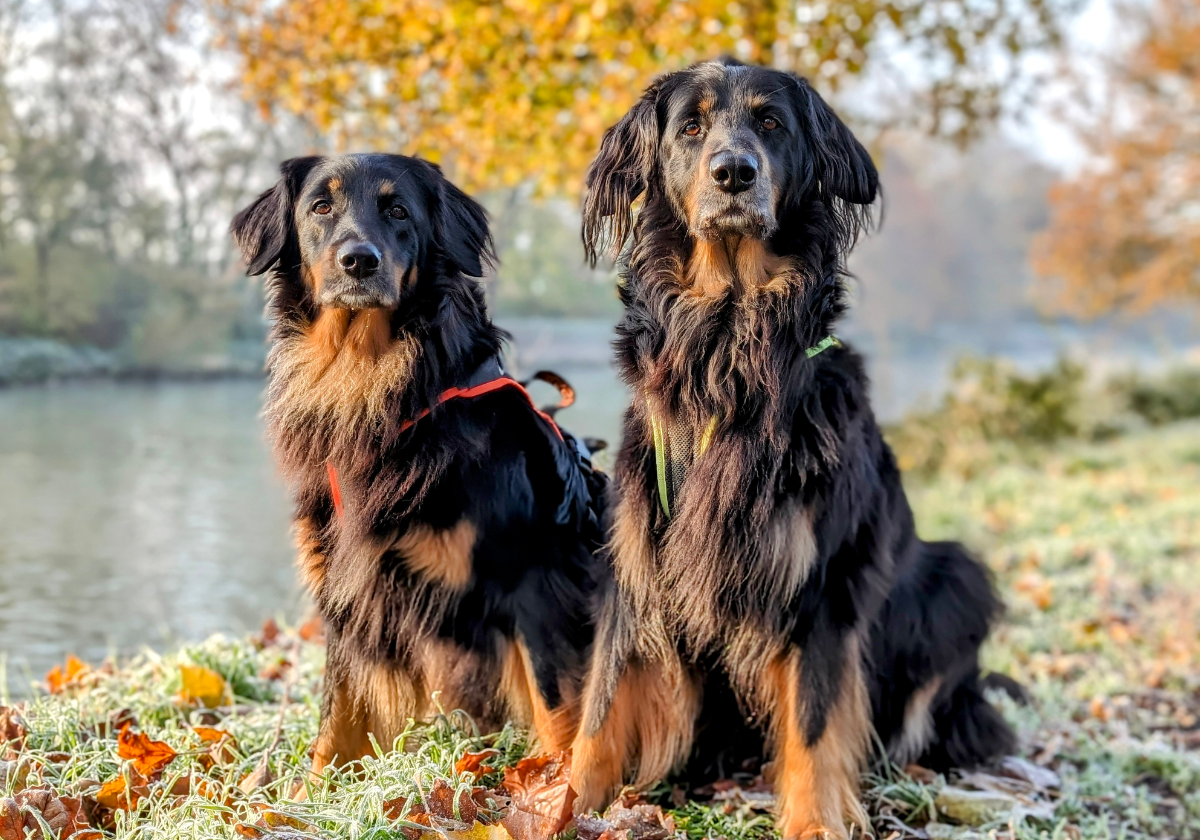 Zwei schwarzmarkene Hovawarte sitzen im Herbstlaub am Ufer eines Gewässers, mit frostigem Gras und gelben Bäumen im Hintergrund.